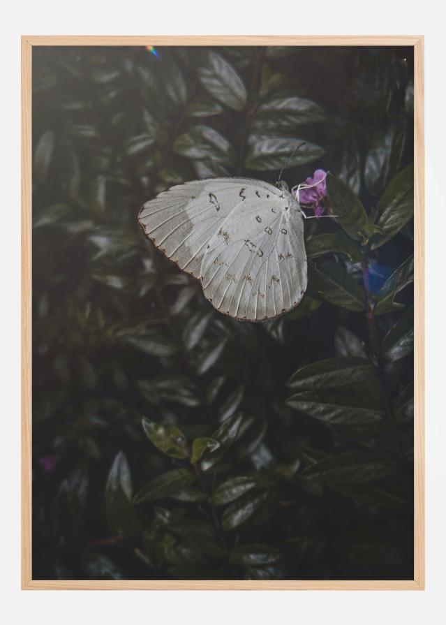 Bildverkstad Butterfly Poster