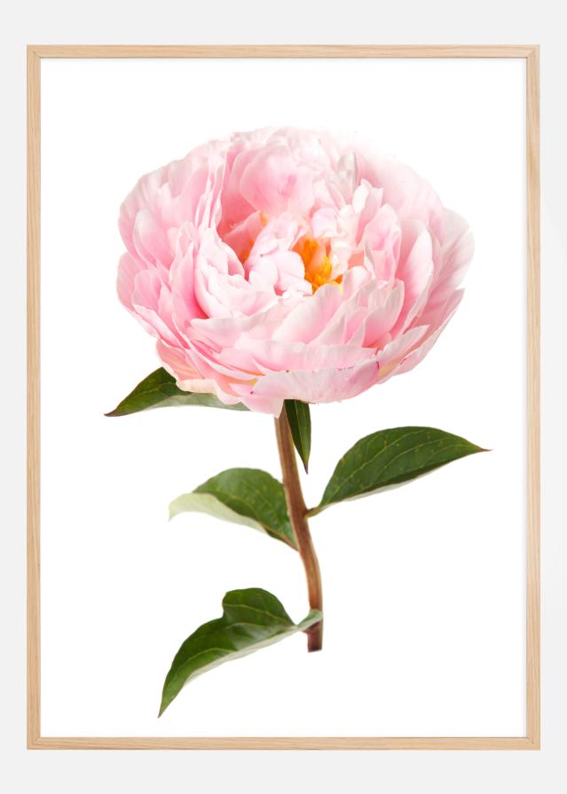 Bildverkstad Peony Poster