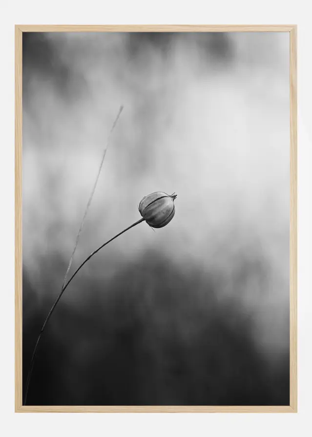 Bildverkstad Flax After Flowering Poster