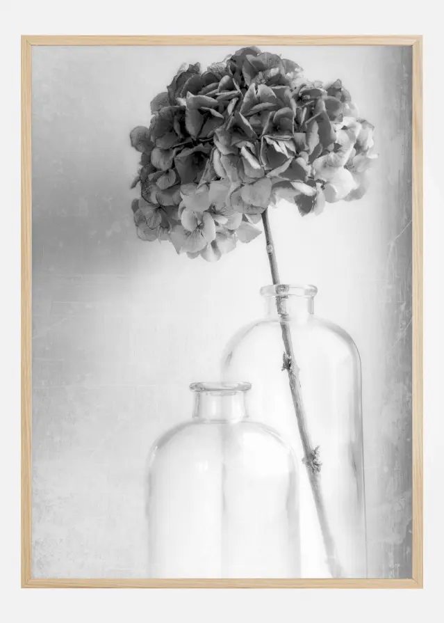 Bildverkstad Hydrangea Poster