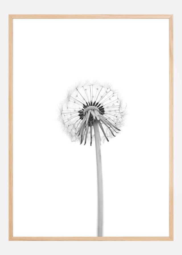 Bildverkstad Dandelion Poster