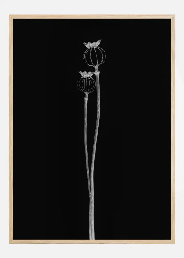 Bildverkstad Poppy Pods Poster